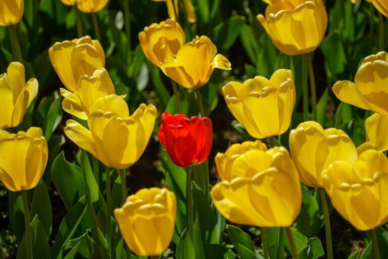 Red Tulip among Yellow Tulips. Will you build a templated website like everyone else, or build one that stands out from the crowd?